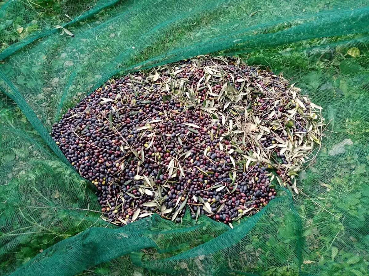 Agrisport Ca Di Cuni Lägenhet Roncagli